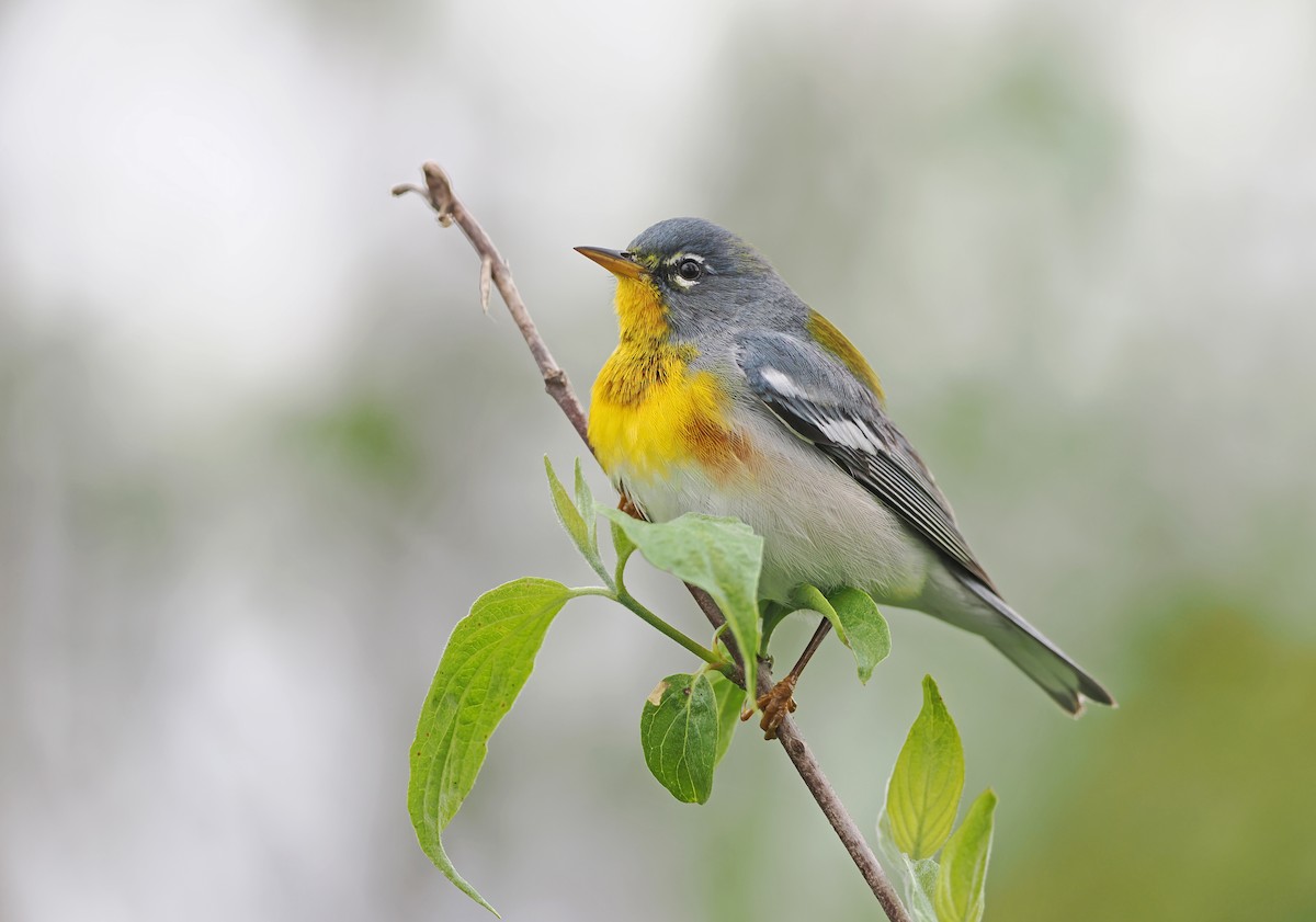 Northern Parula - ML618793083