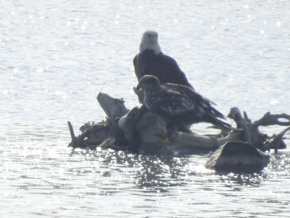 Bald Eagle - ML618793084