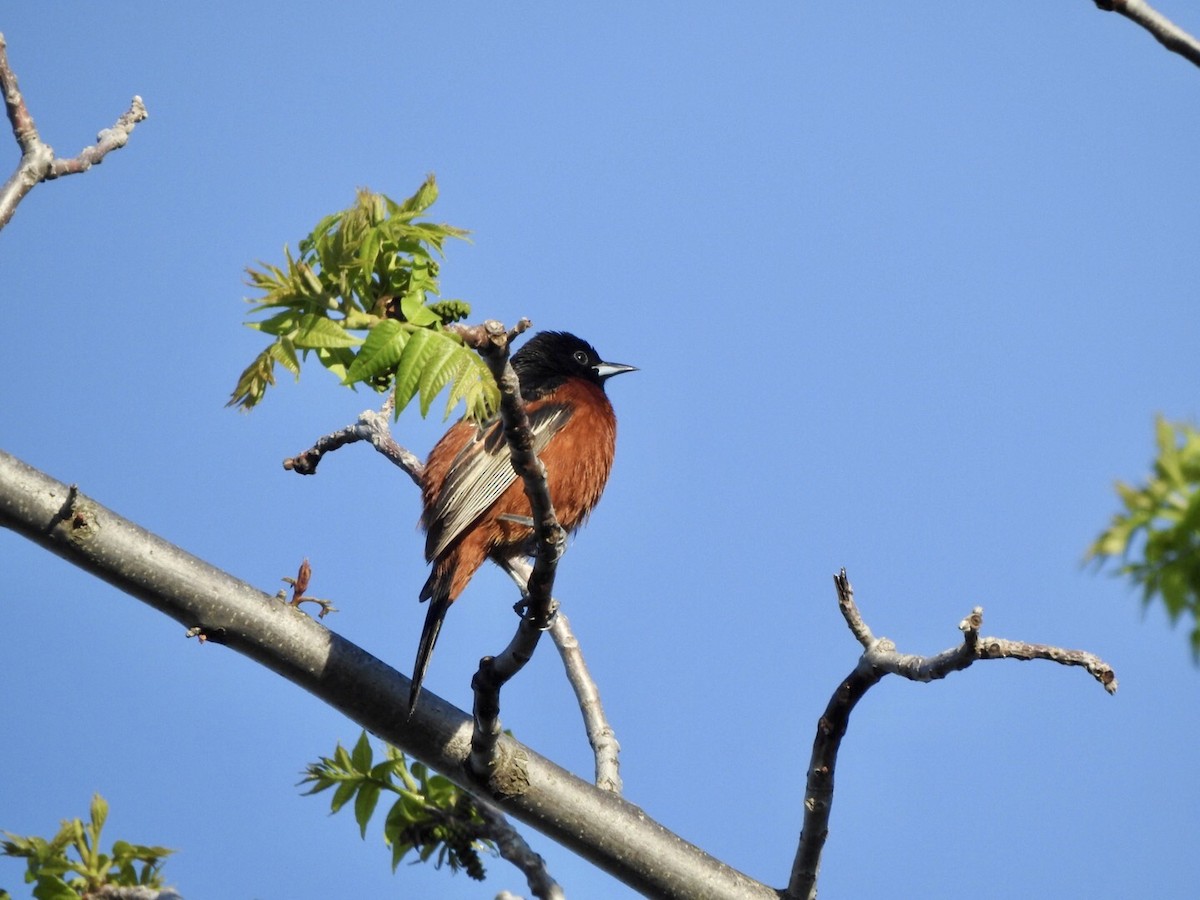 Orchard Oriole - ML618793089