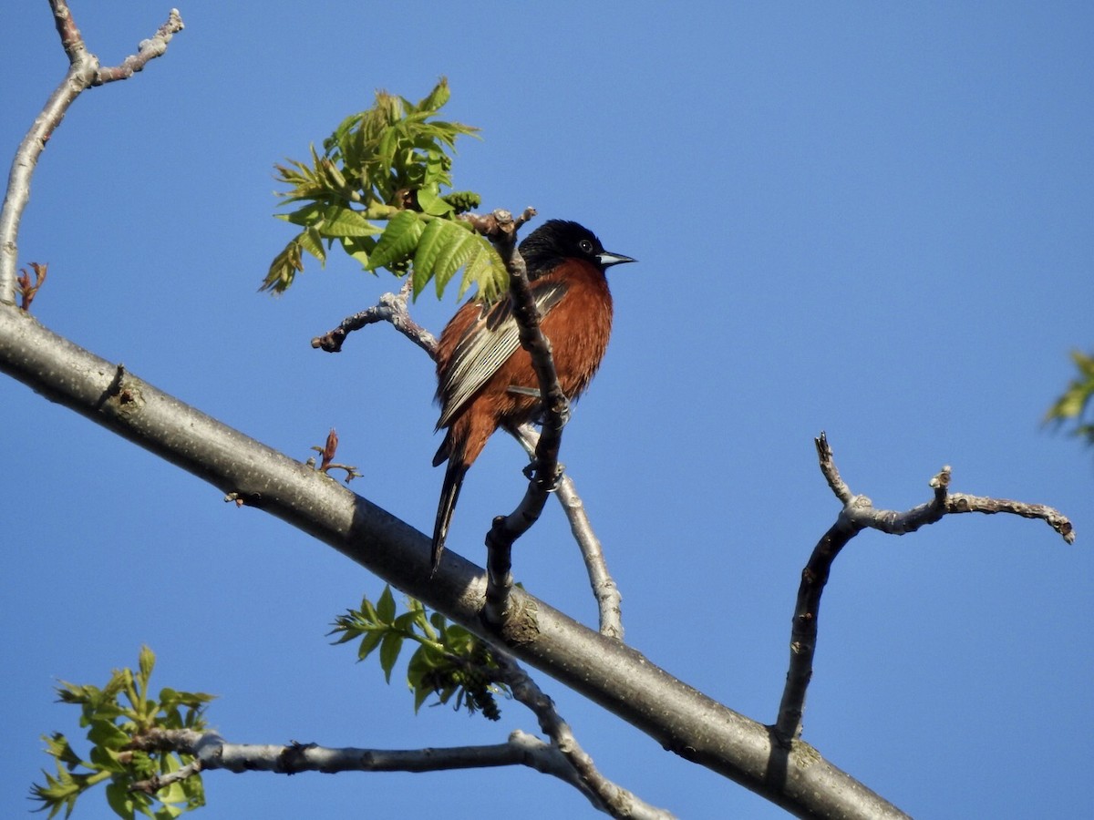 Orchard Oriole - ML618793090