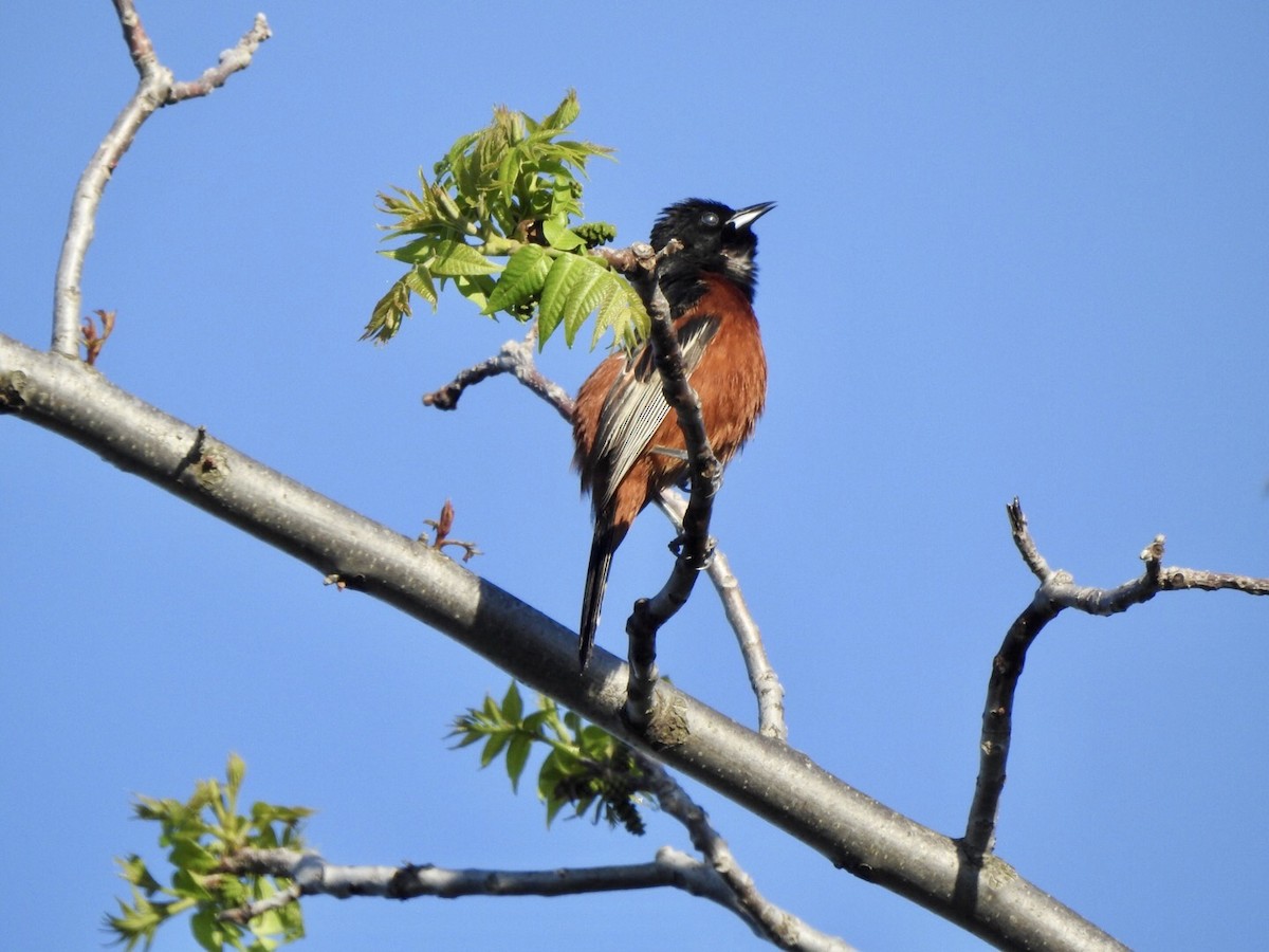 Orchard Oriole - Anita Hooker