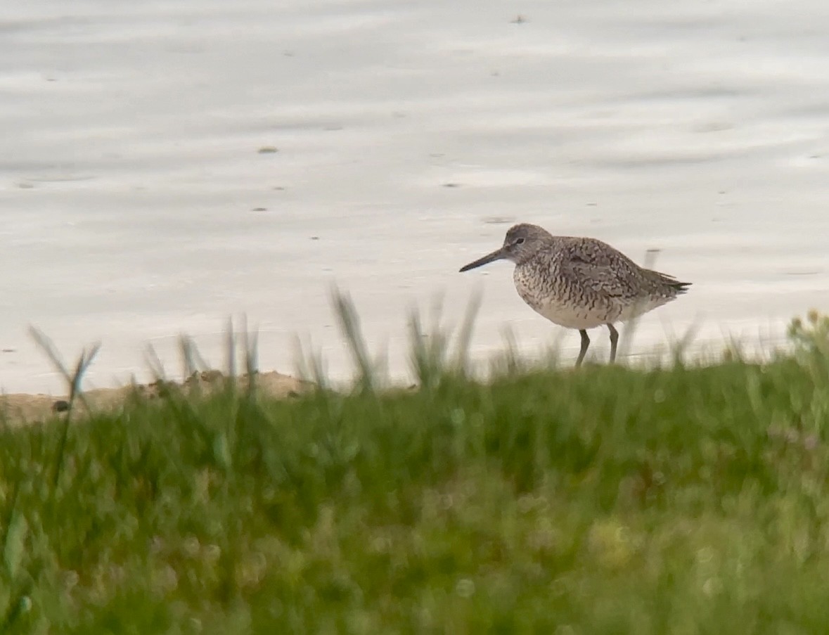 Willet (Eastern) - ML618793101