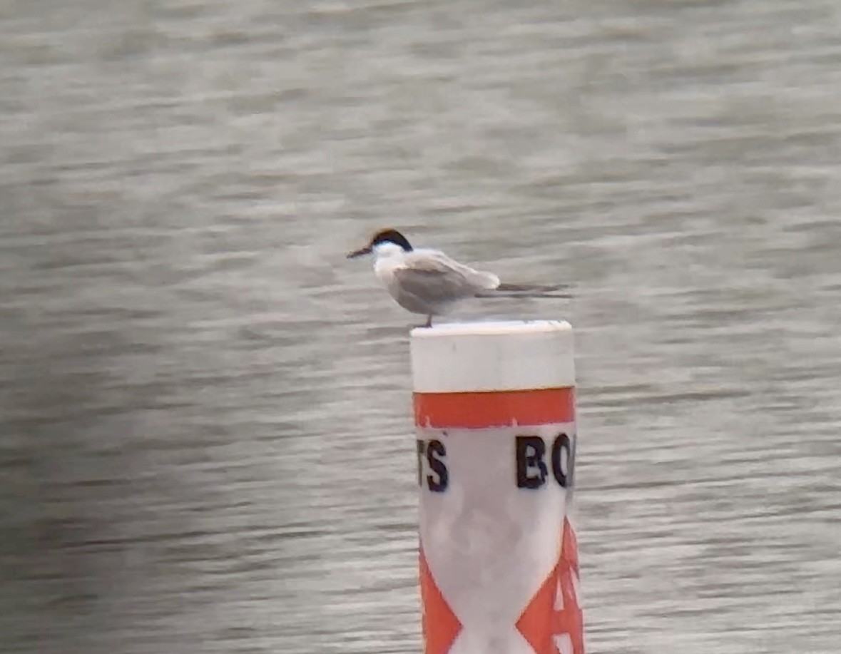 Common Tern - ML618793108