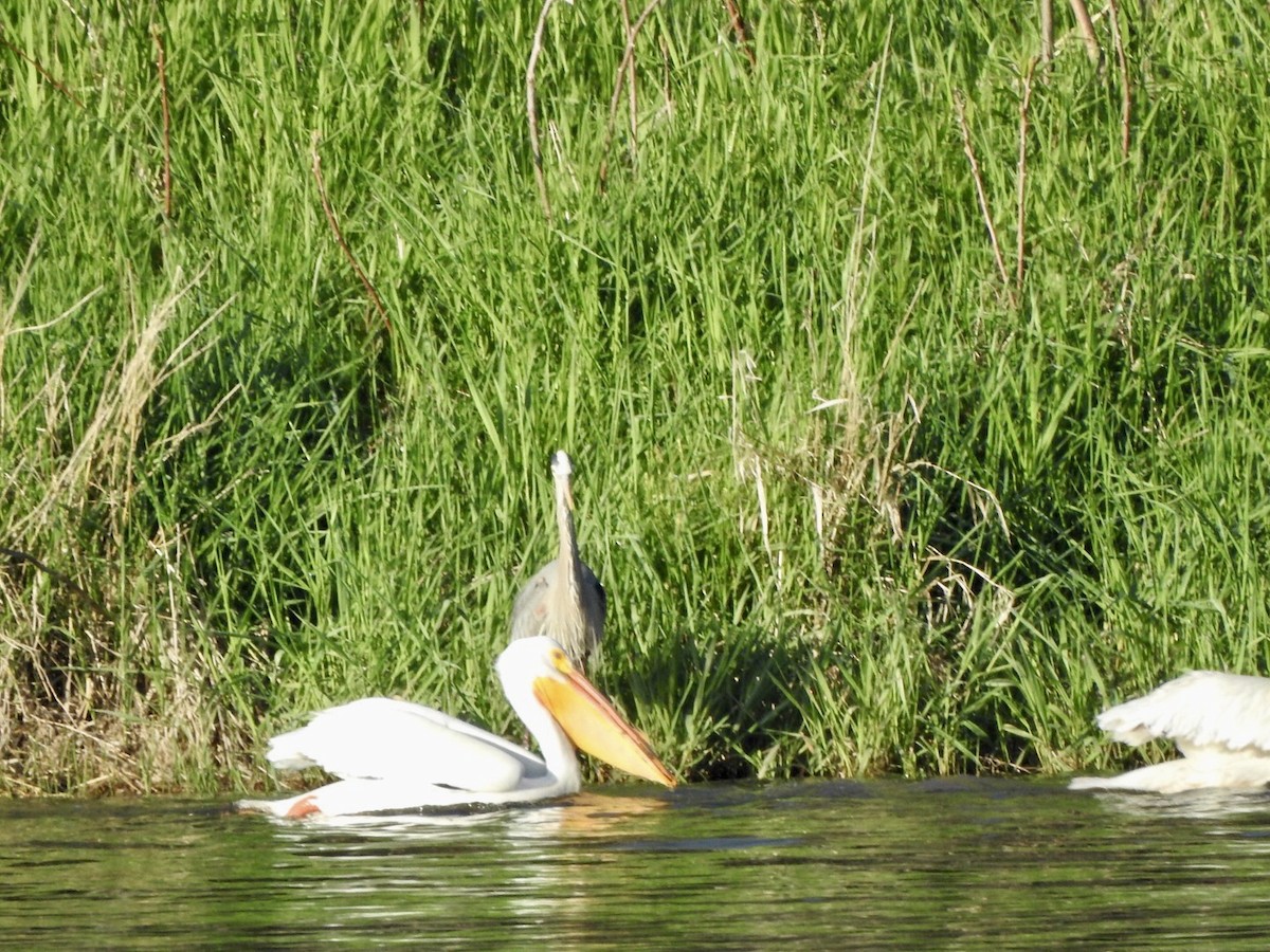 American White Pelican - ML618793124