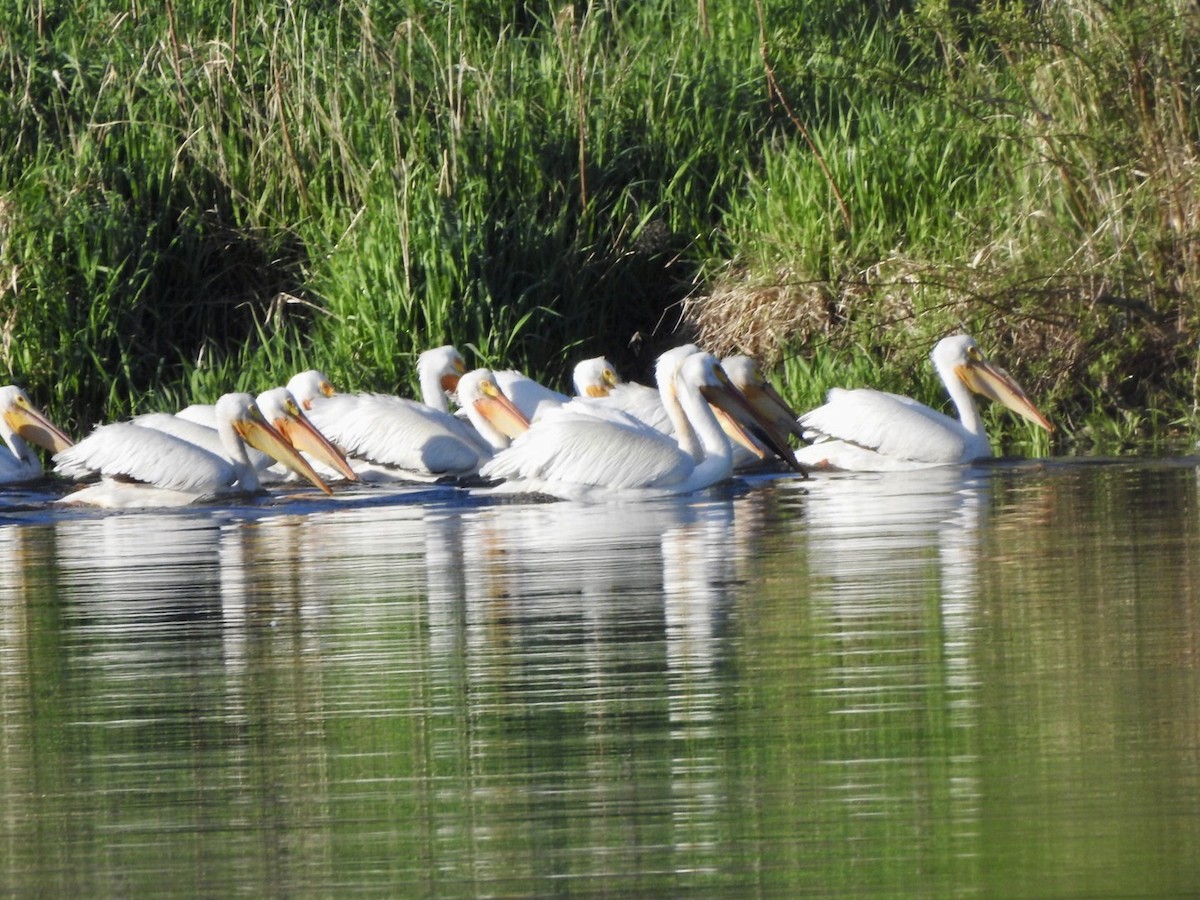 American White Pelican - ML618793125