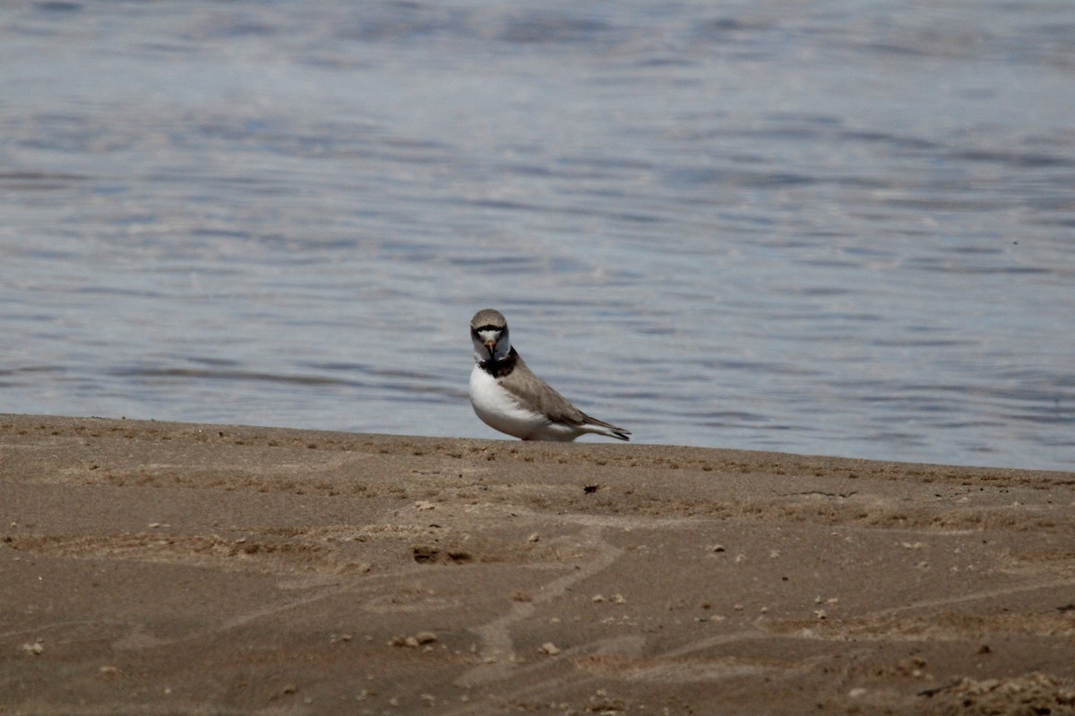 Piping Plover - Kevin Wistrom