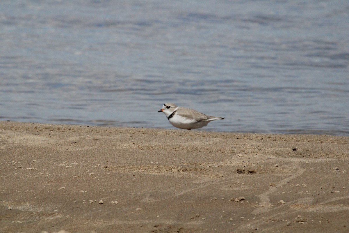 Piping Plover - Kevin Wistrom
