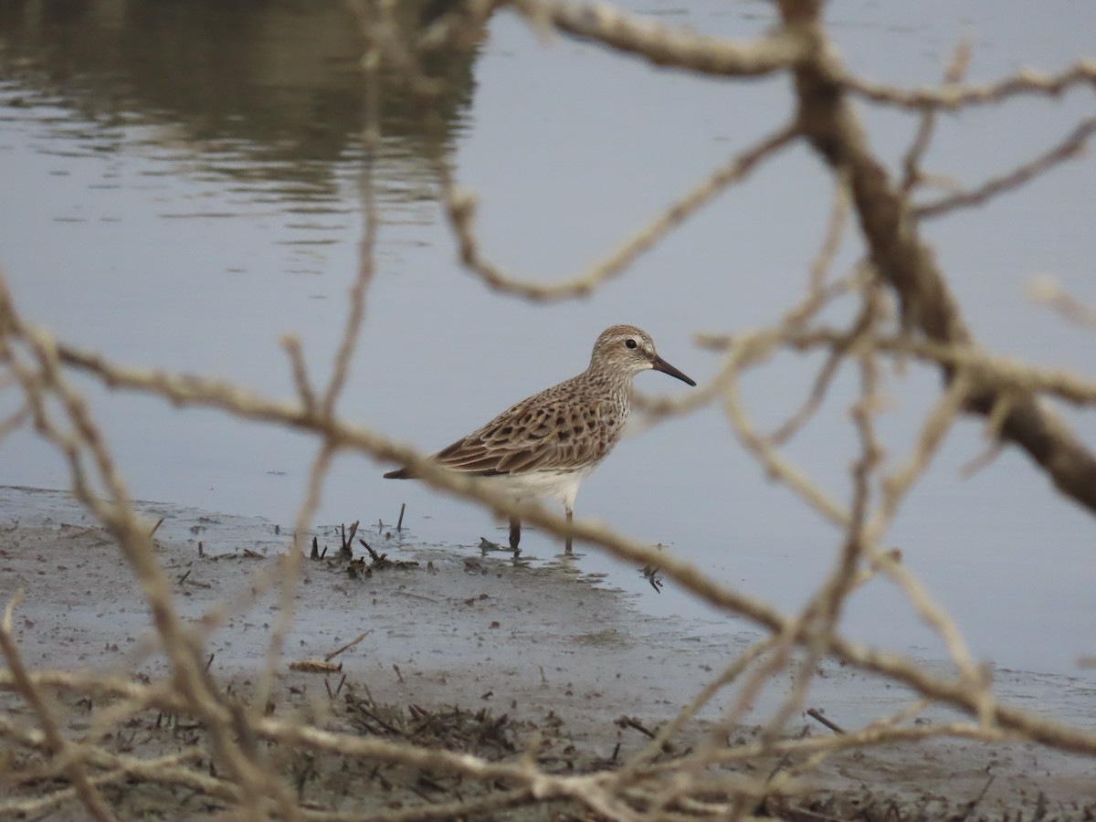 White-rumped Sandpiper - robert wellens