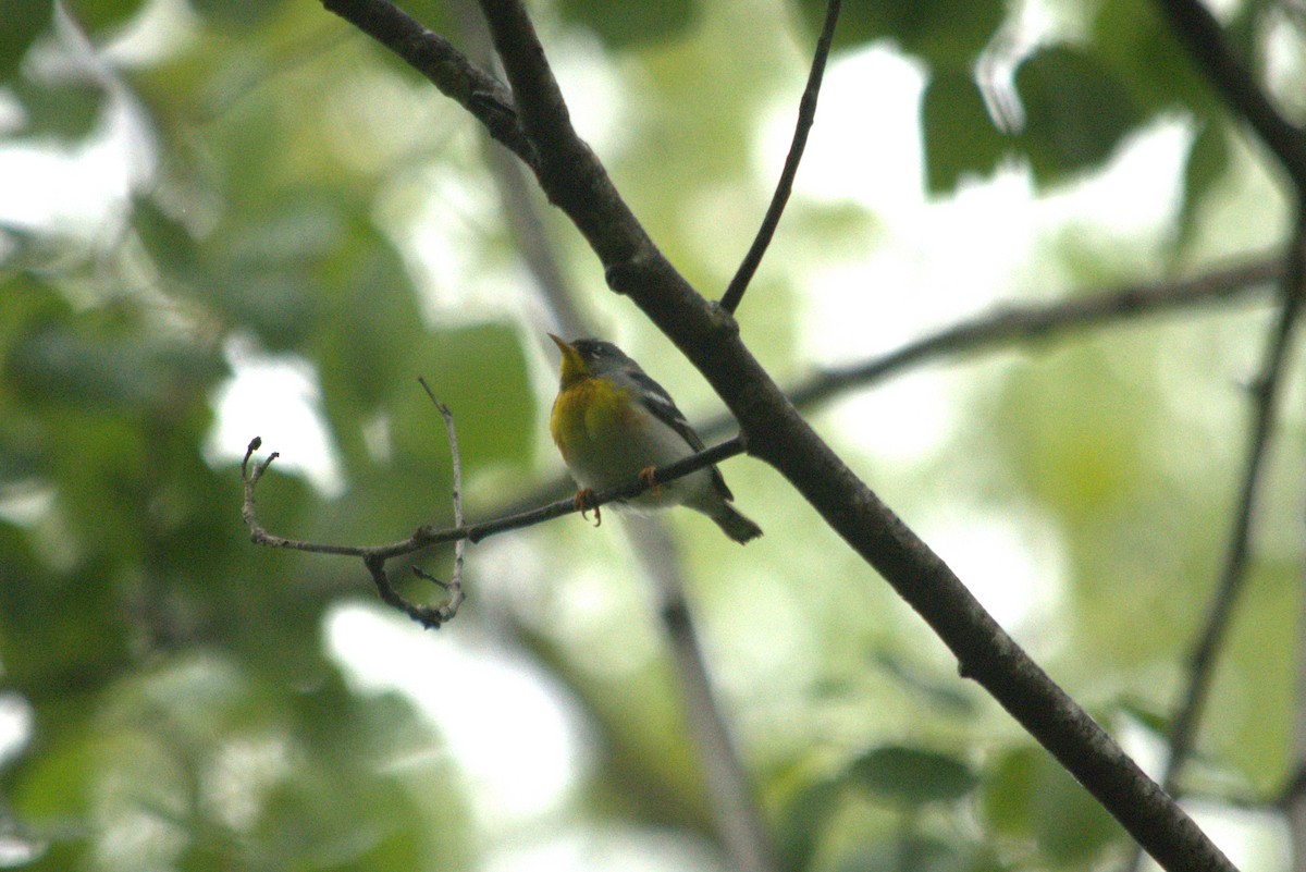 Northern Parula - Bro Co.