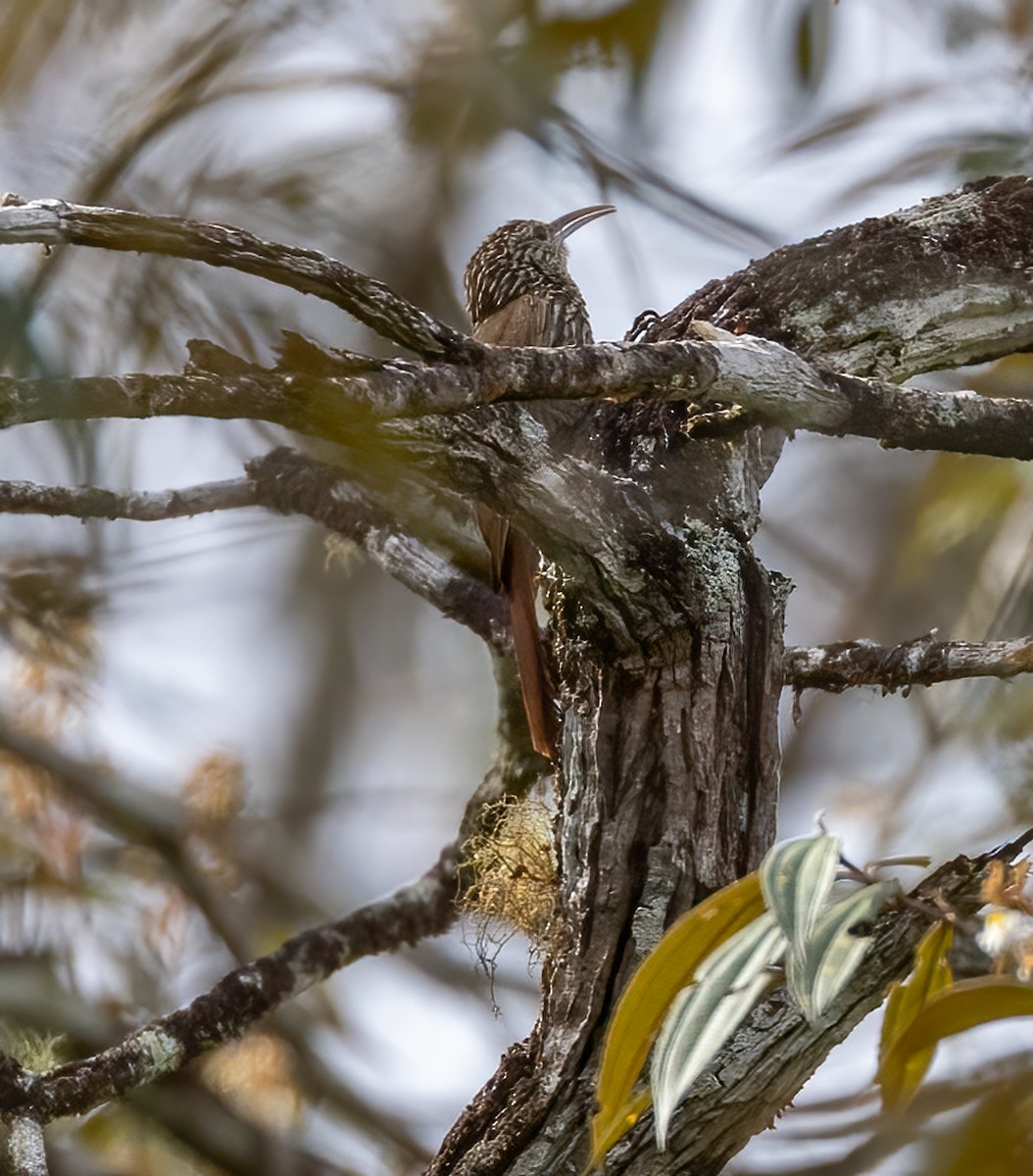 Streak-headed Woodcreeper - Tracy Kaminer