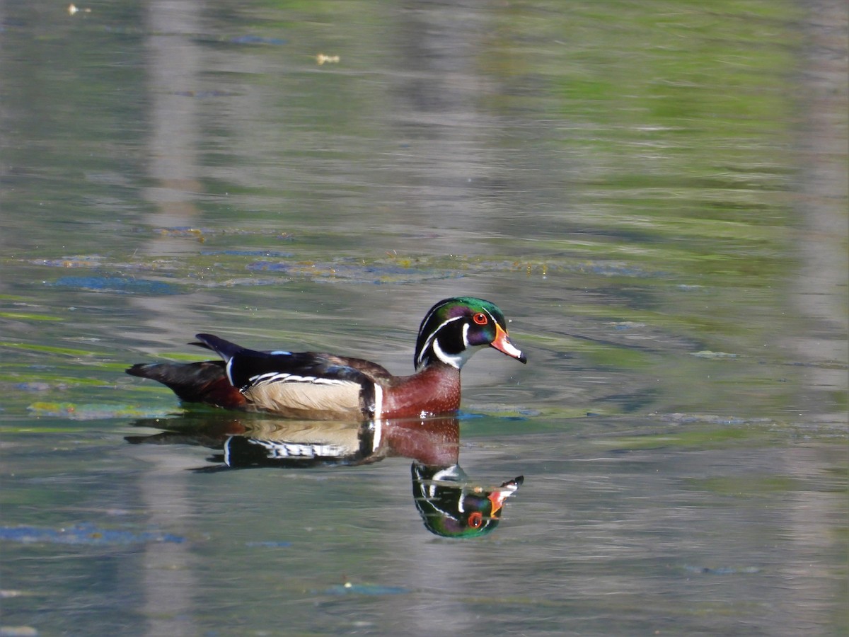 Canard branchu - ML618793144