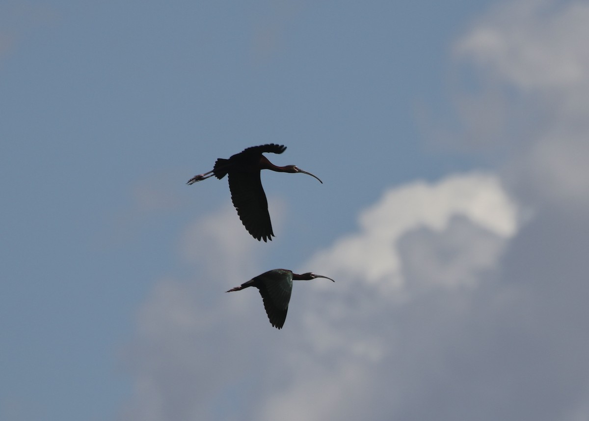 ibis americký - ML618793158