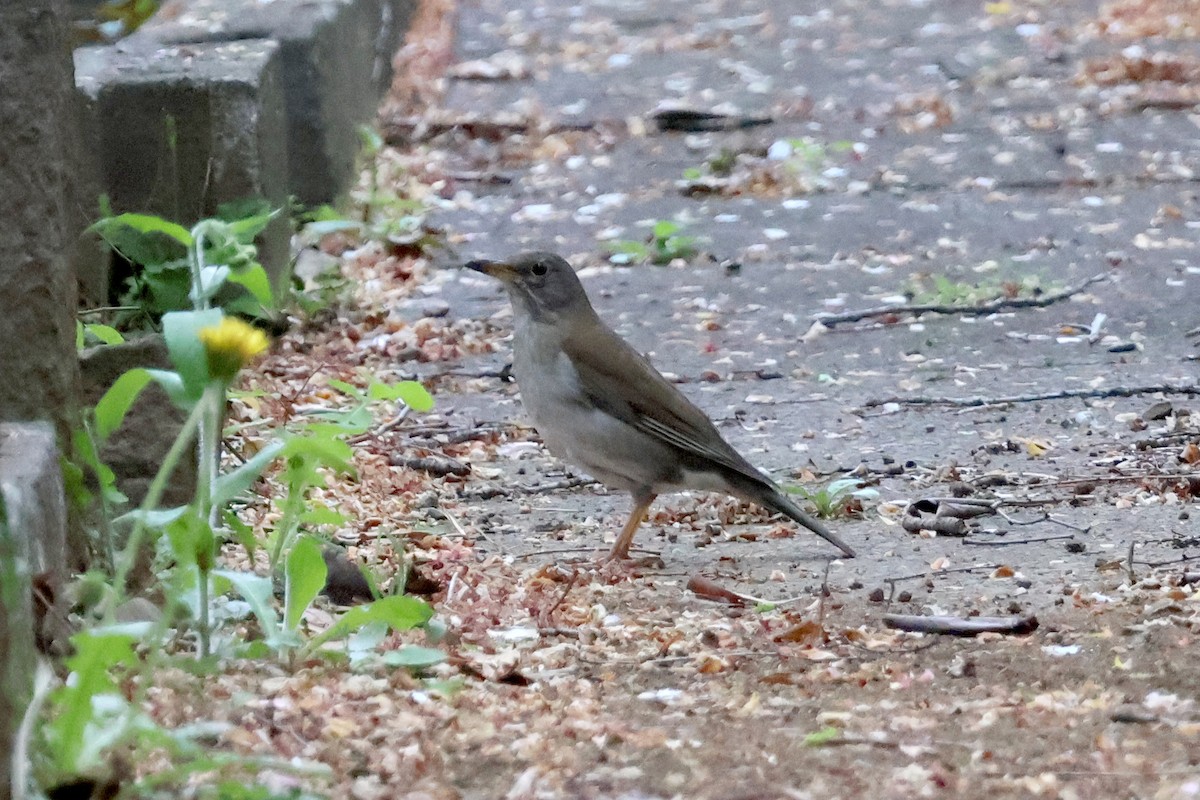 Pale Thrush - Eric Cameron