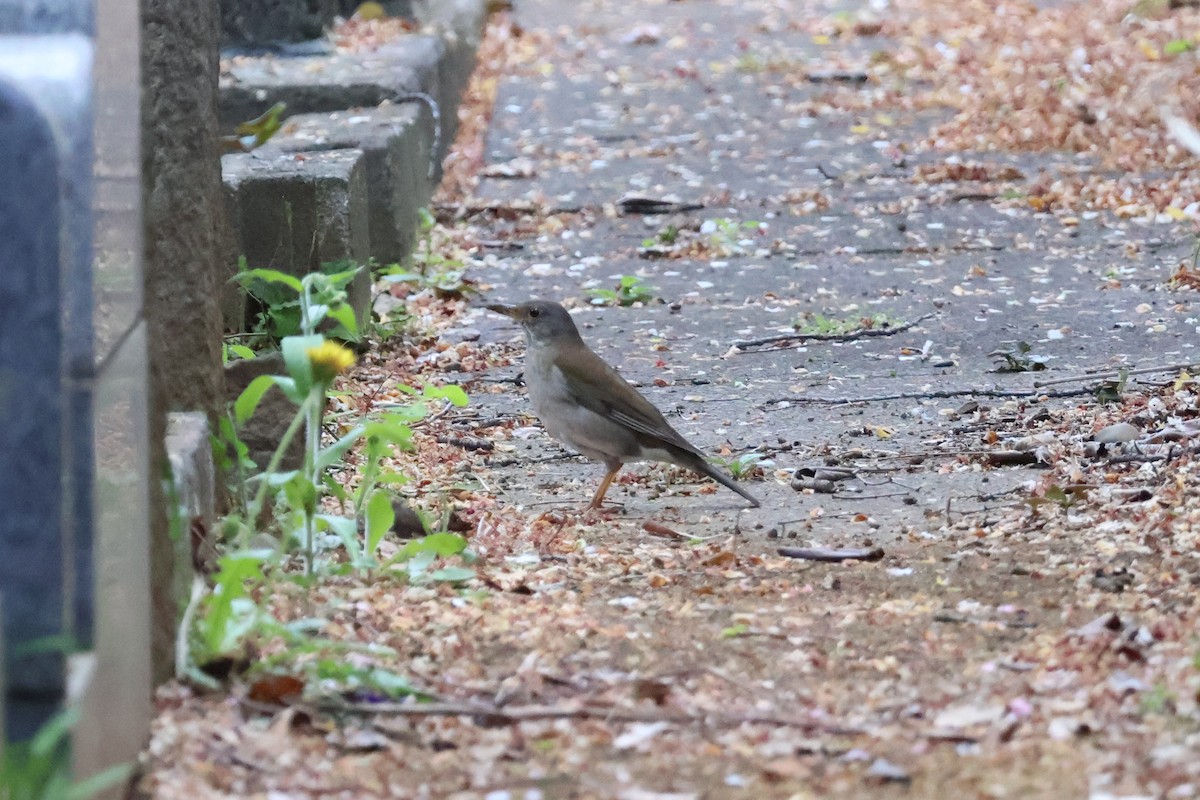 Pale Thrush - ML618793170