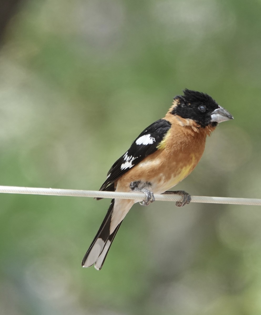 Black-headed Grosbeak - Frances Clapp