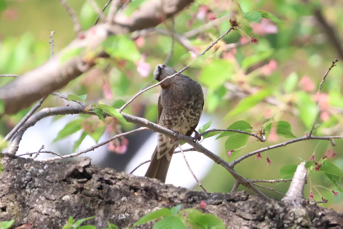 Brown-eared Bulbul - Eric Cameron