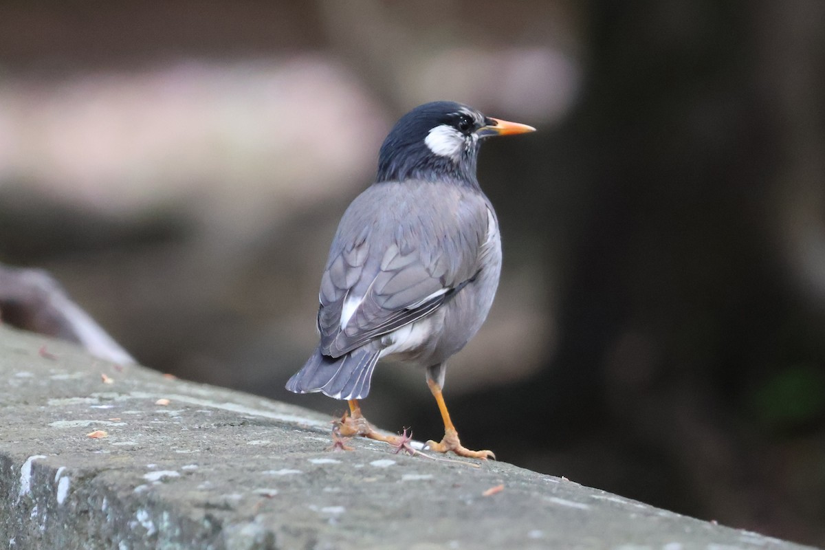 White-cheeked Starling - ML618793184