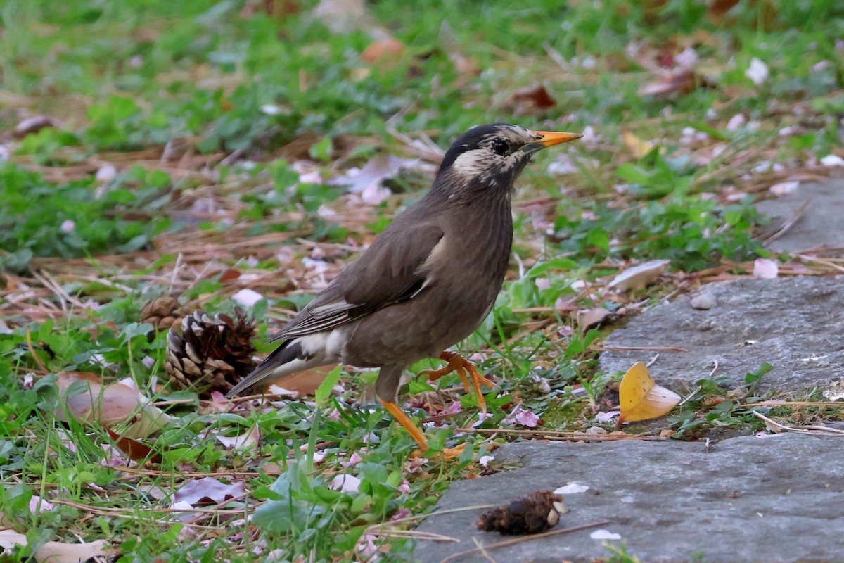 White-cheeked Starling - ML618793185