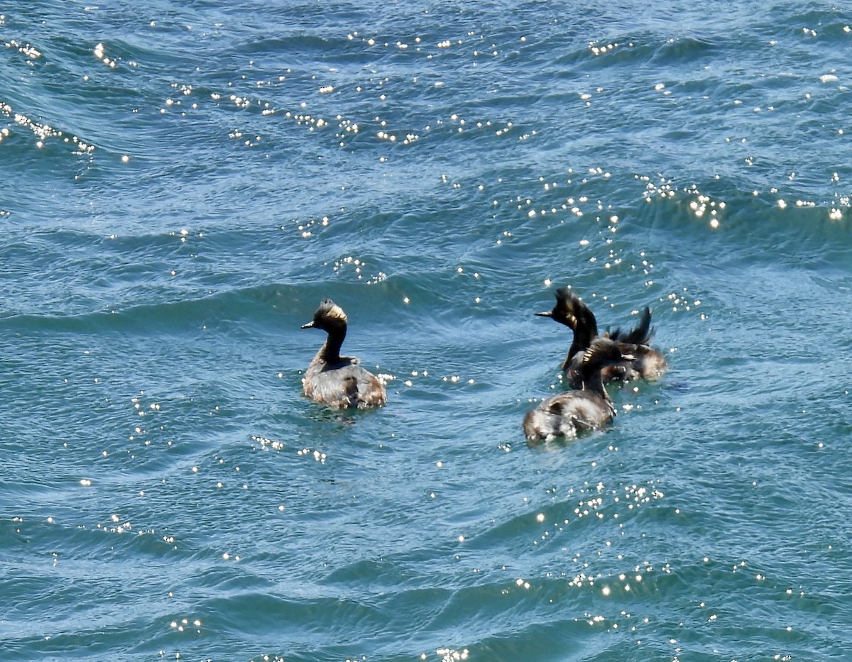 Eared Grebe - Barbara Jablonski