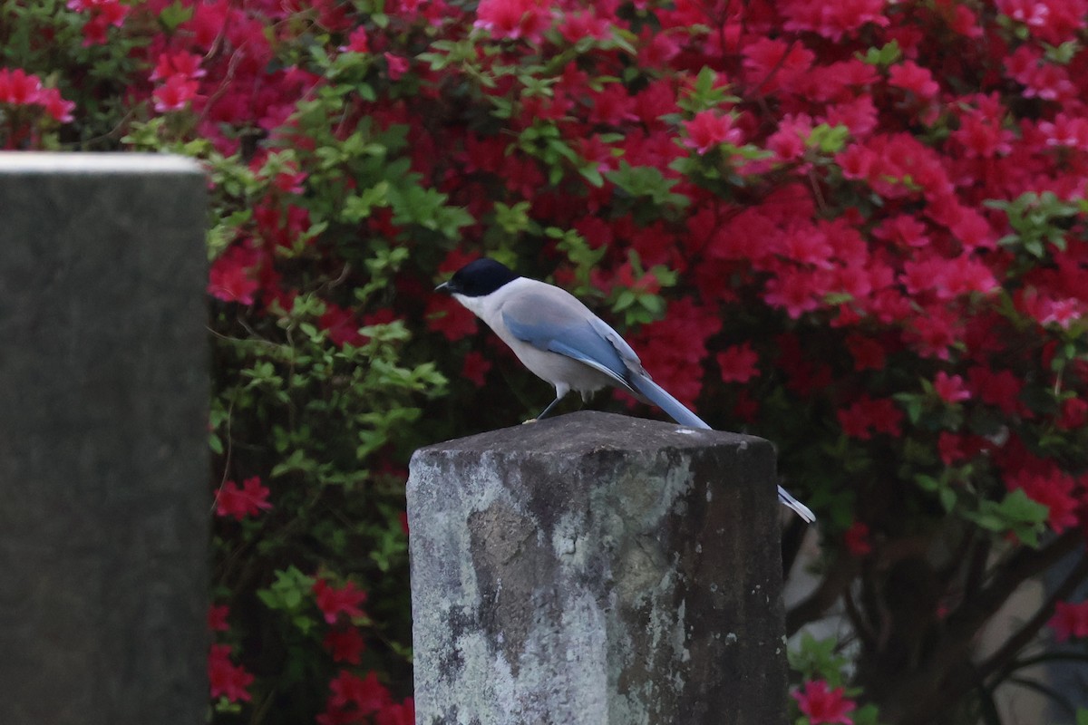 Azure-winged Magpie - ML618793200