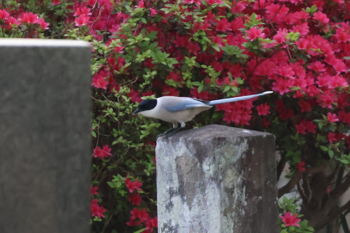 Azure-winged Magpie - Eric Cameron