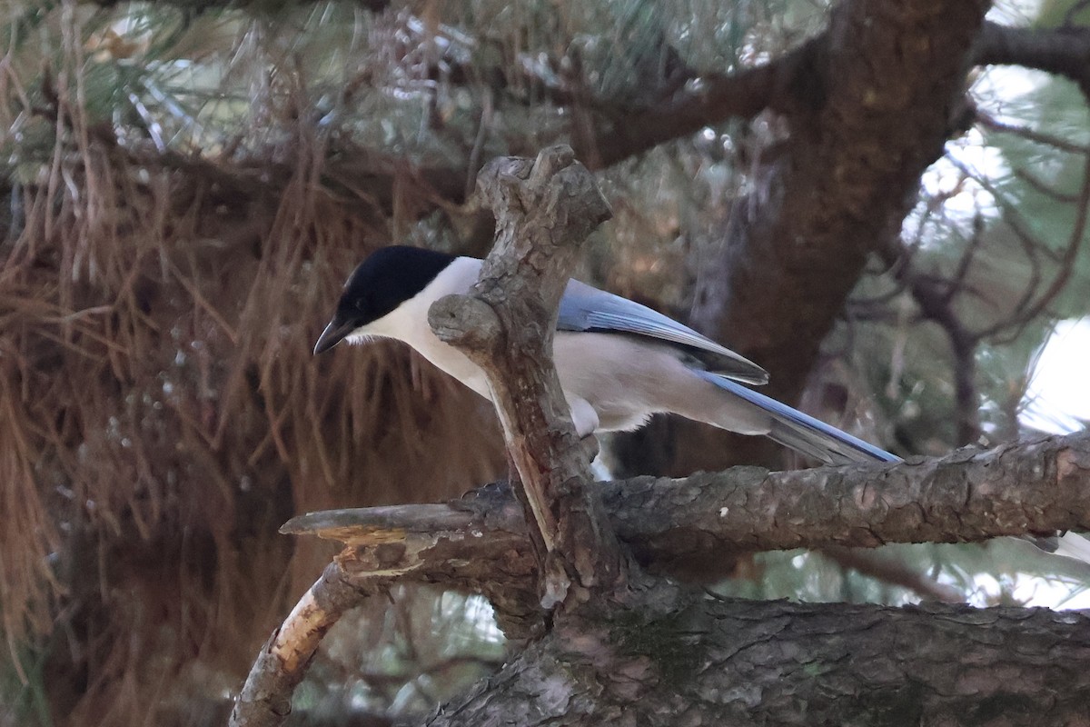 Azure-winged Magpie - ML618793202