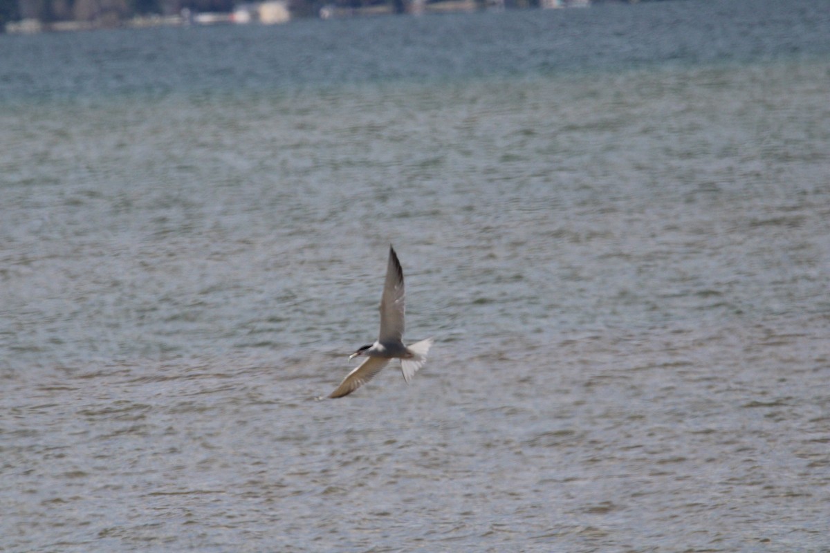 Common Tern - Kevin Wistrom