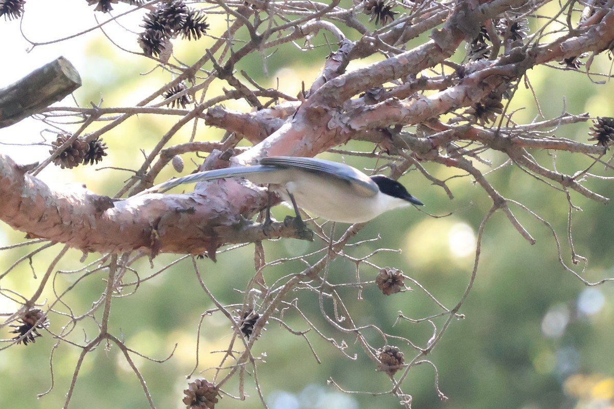 Azure-winged Magpie - Eric Cameron