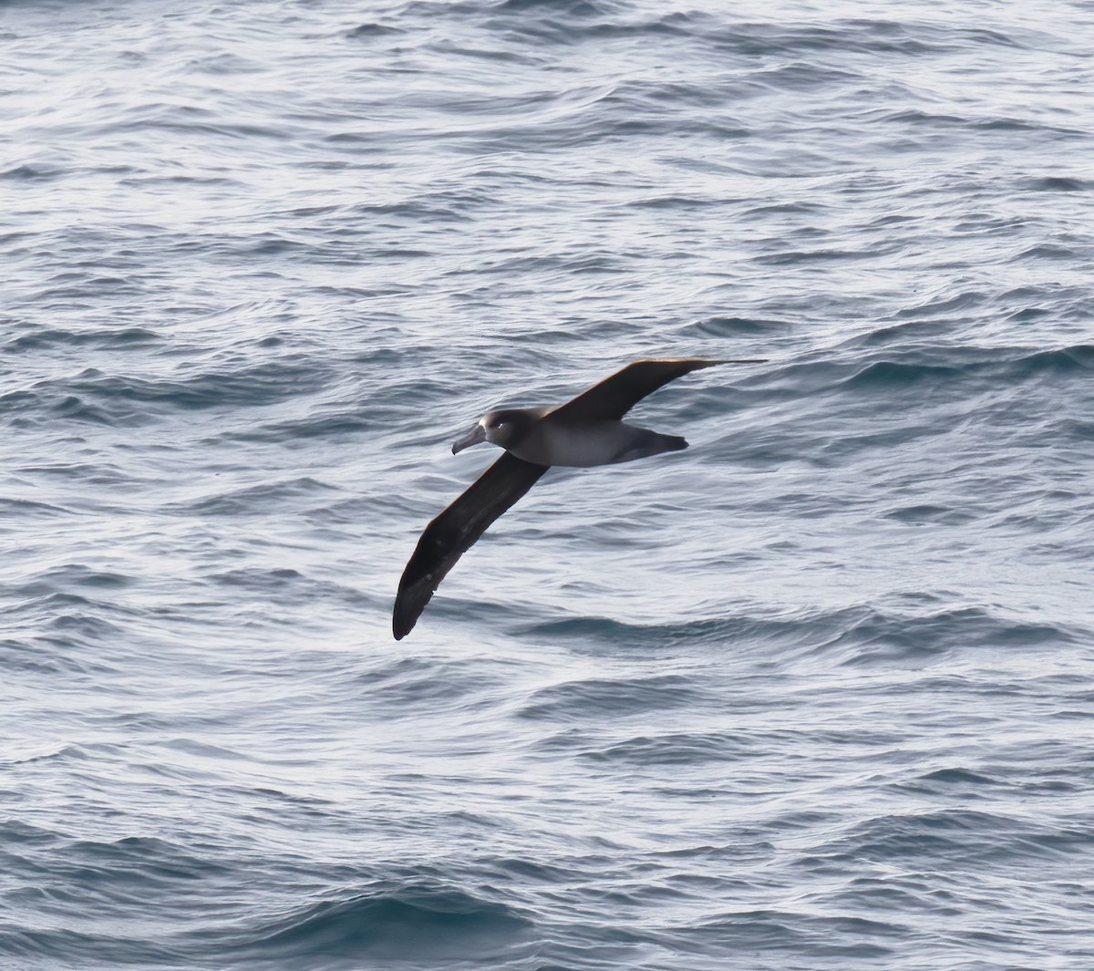 Albatros à pieds noirs - ML618793212