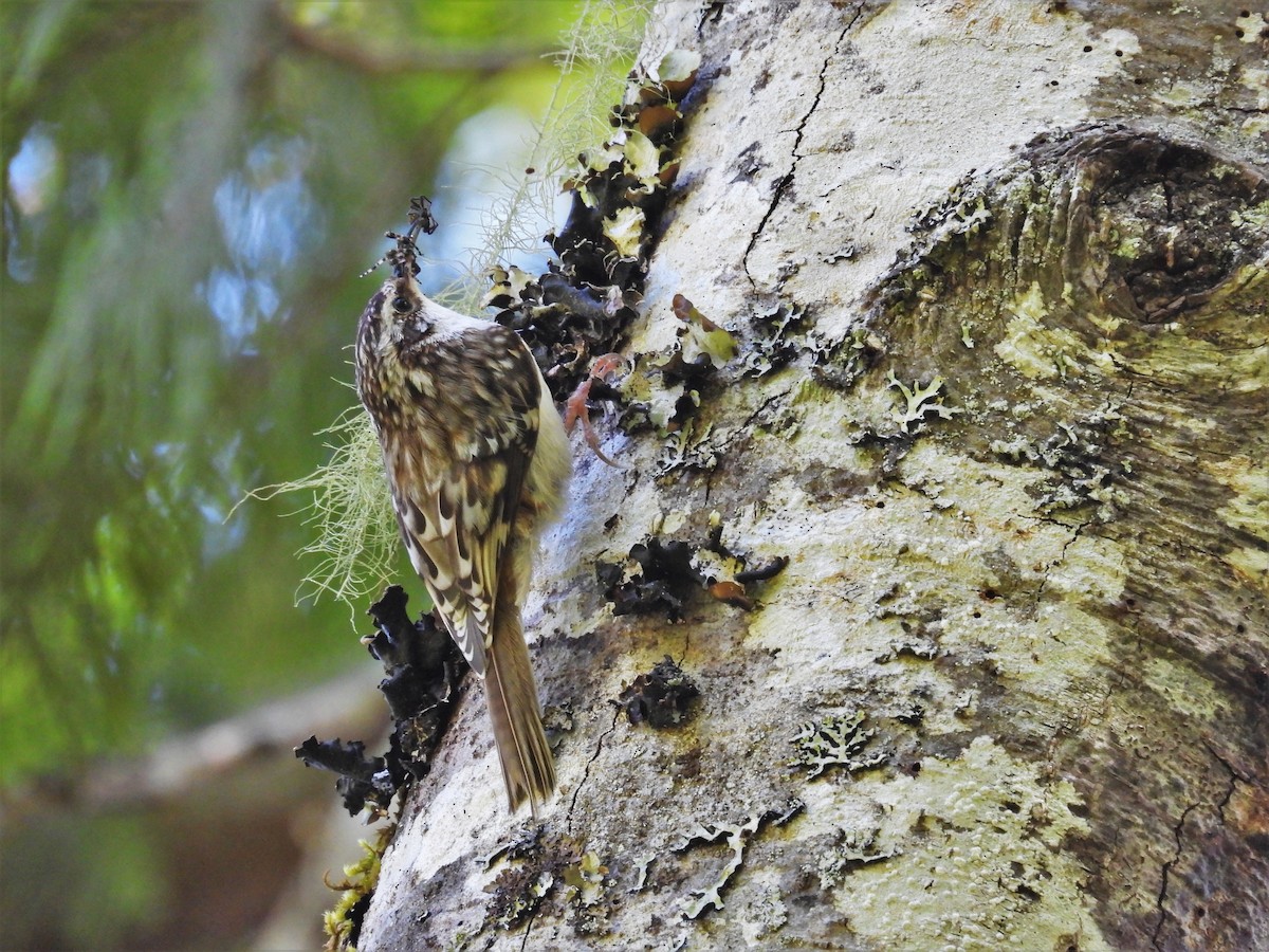 Brown Creeper - ML618793216