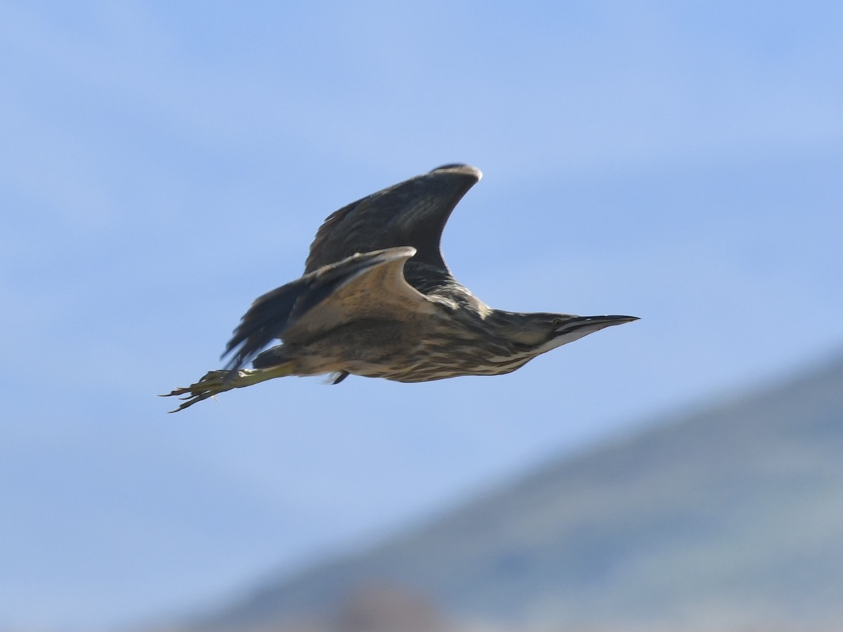 American Bittern - Kent Kleman