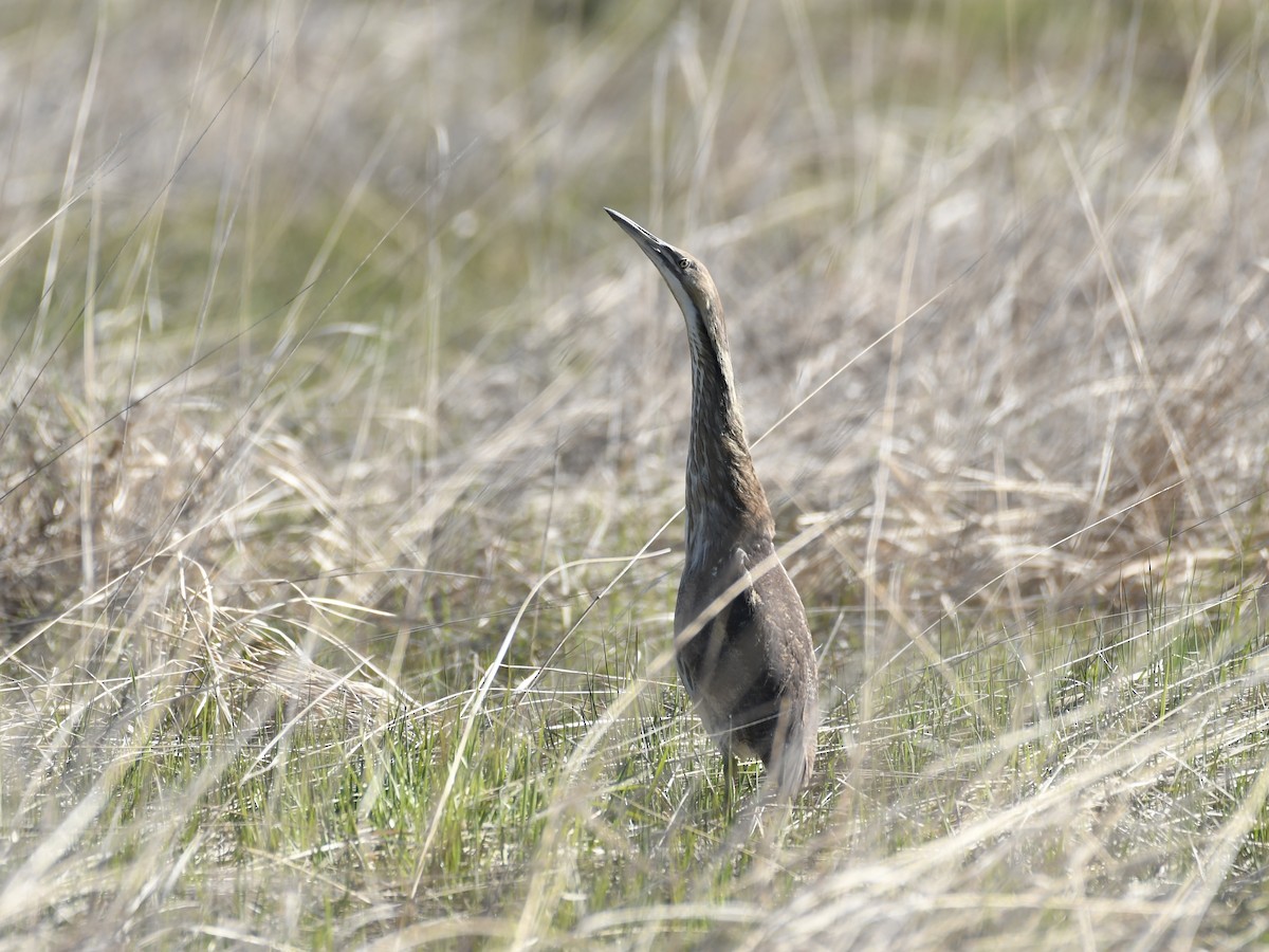 American Bittern - Kent Kleman