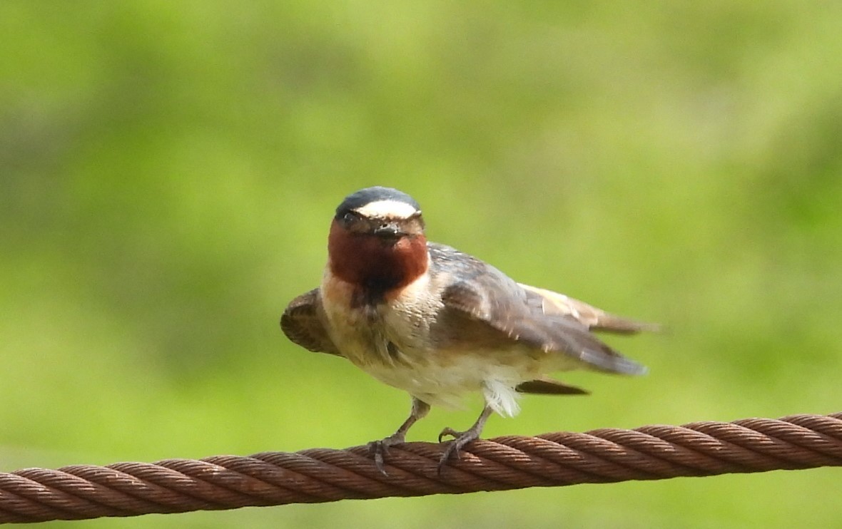 Cliff Swallow - Debbie Segal