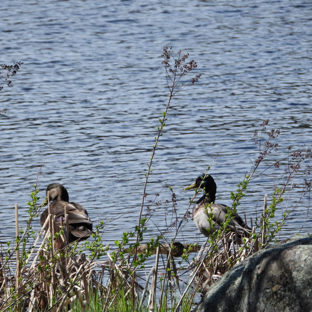 Mallard - Manon Guglia