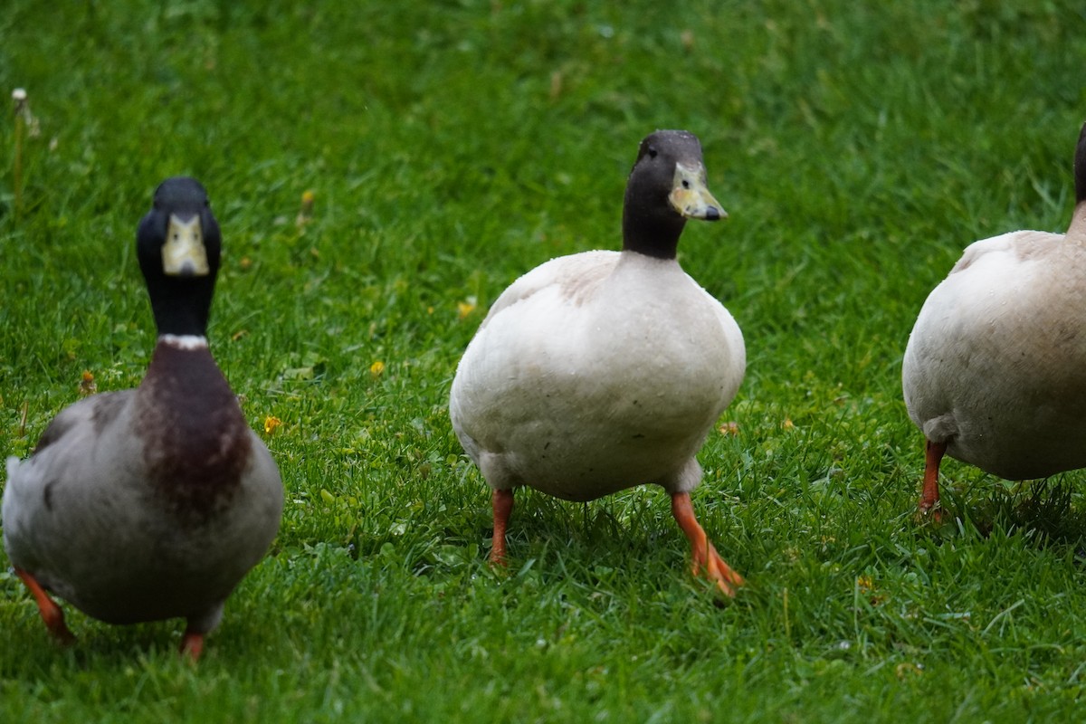 Mallard (Domestic type) - Ethan K