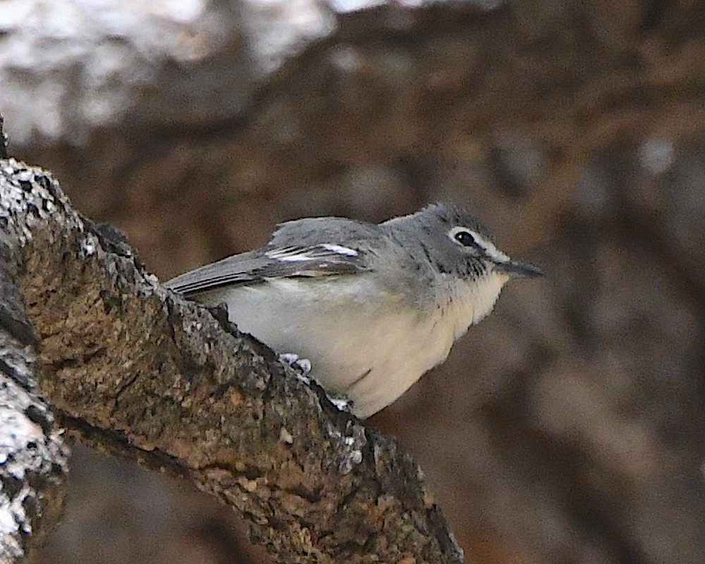 Plumbeous Vireo - Ted Wolff