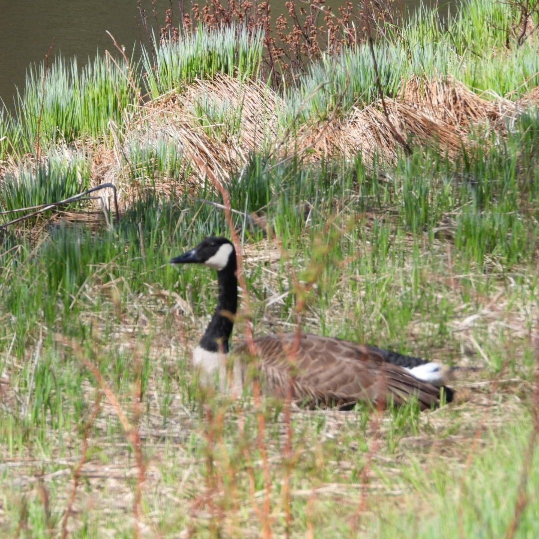 Canada Goose - ML618793283