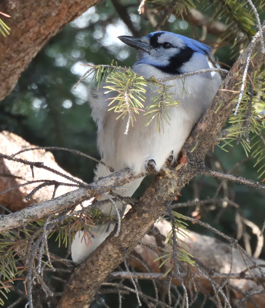 Blue Jay - Marlene Waldron