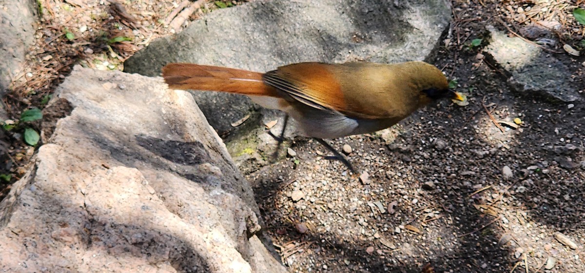 Buffy Laughingthrush - ML618793302