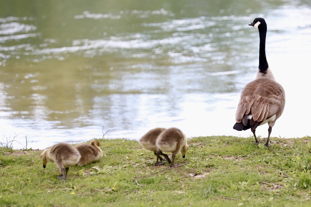 Canada Goose - ML618793309