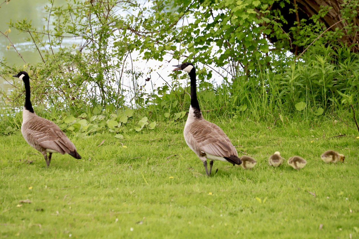 Canada Goose - ML618793310