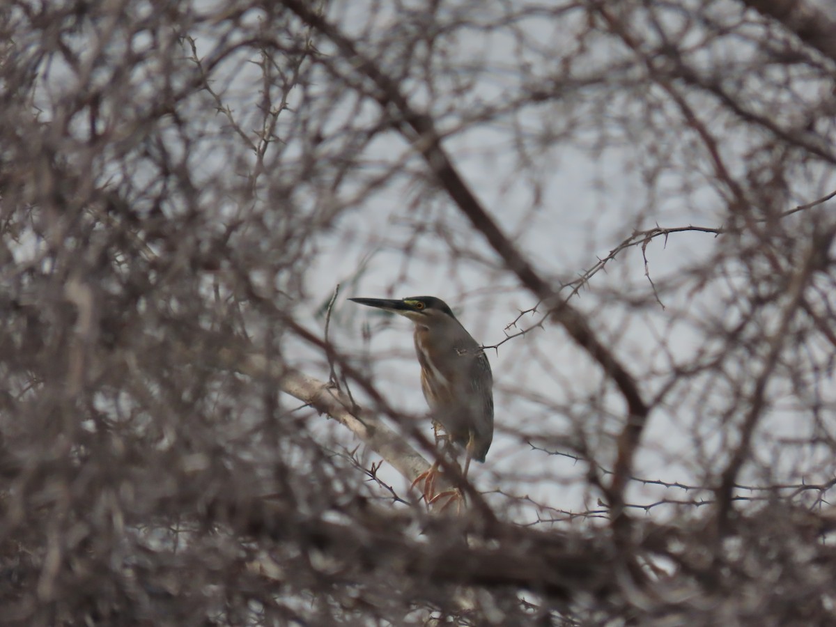 Striated Heron - robert wellens