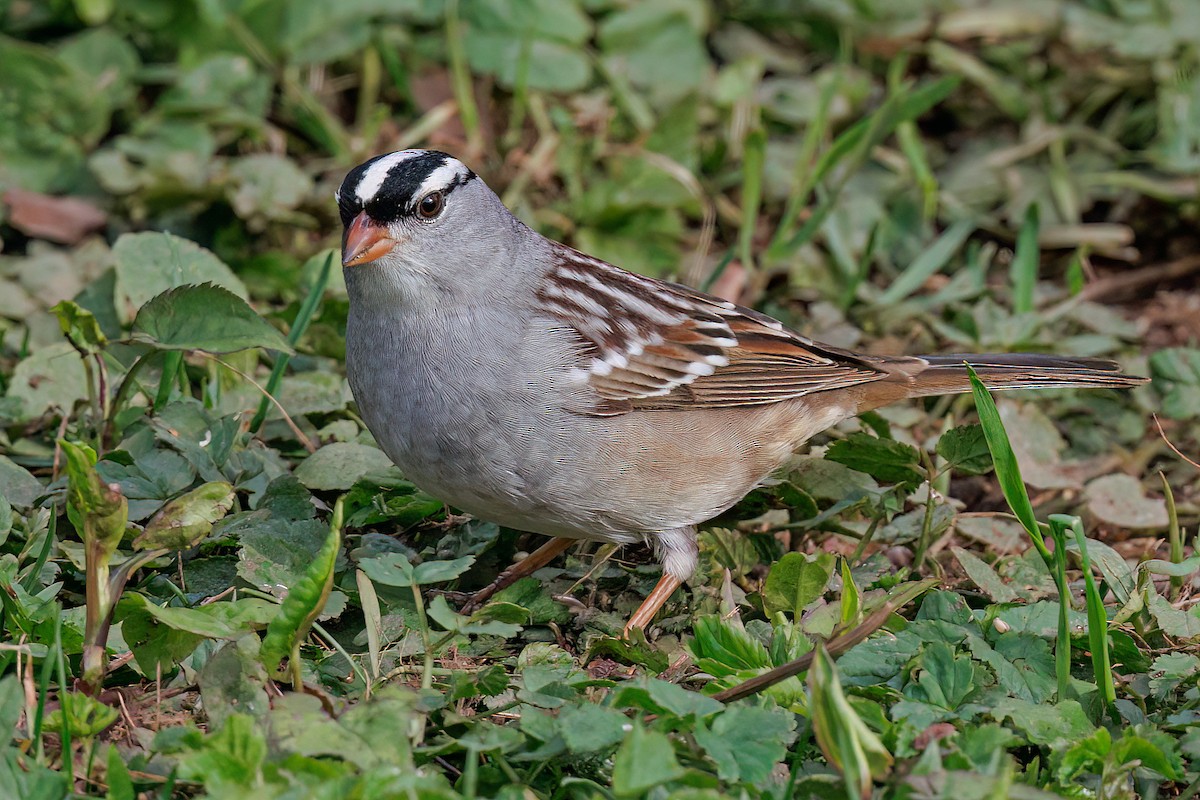 White-crowned Sparrow - ML618793316
