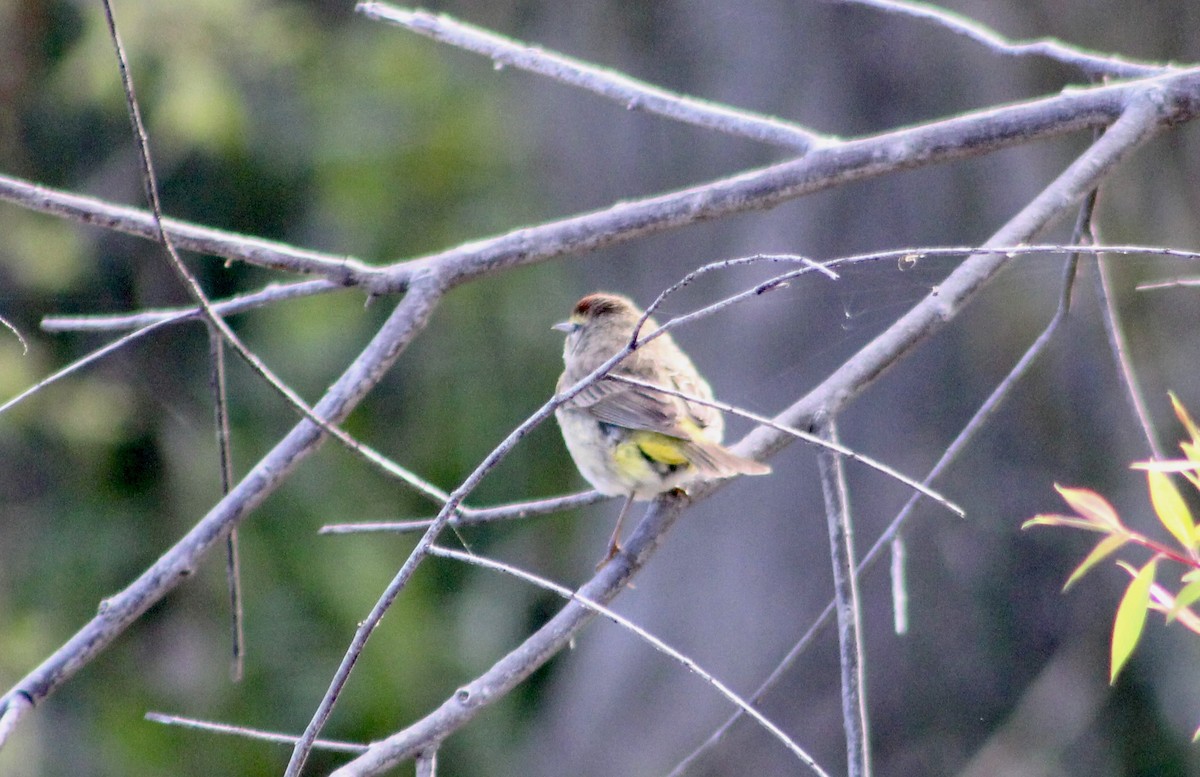 Palm Warbler - kim nordquest