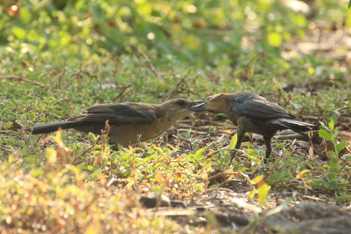 Boat-tailed Grackle - ML618793328