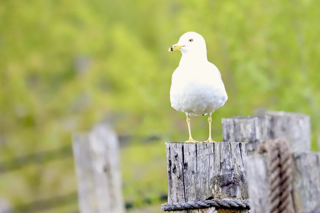 Ring-billed Gull - JoAnn Dalley