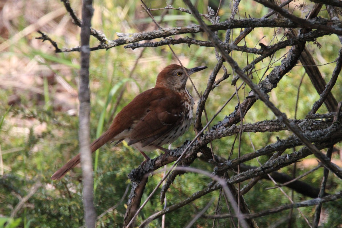 Brown Thrasher - Kevin Wistrom