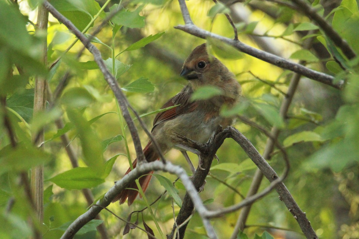 Northern Cardinal - ML618793354