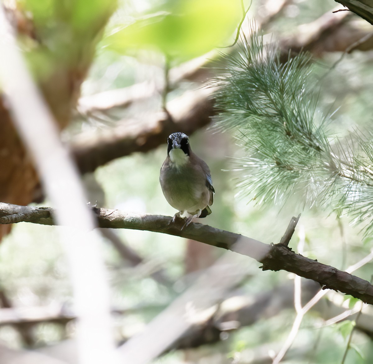 Eurasian Jay - Gary Rosenberg