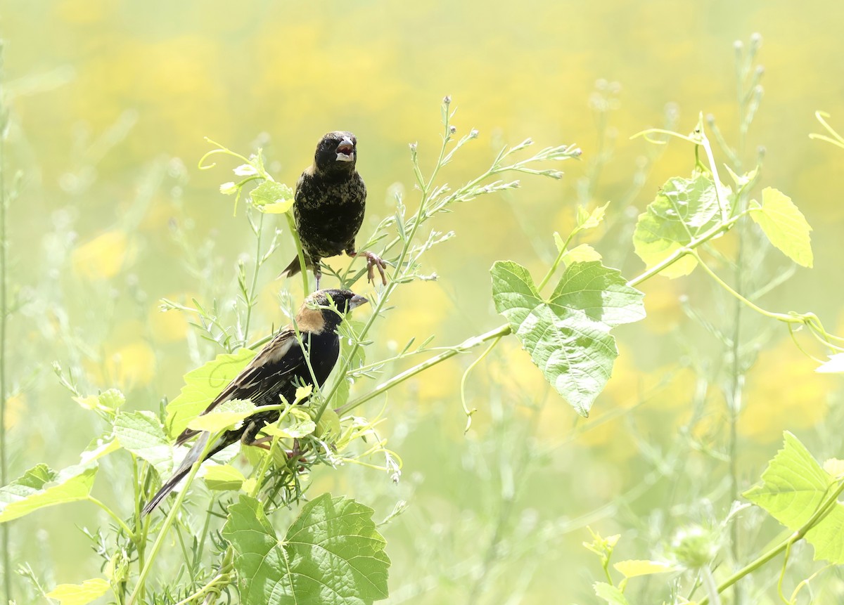 Bobolink - Grace Simms  🐦‍⬛